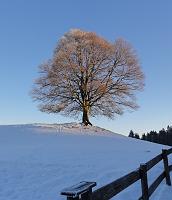  1. Januar 2011 - auf einer kleinen Wanderung auf der Landmark haben wir diesen schönen Baum angetroffen - hoffentlich entwickelt sich Samuels Ginkgo ebenso
